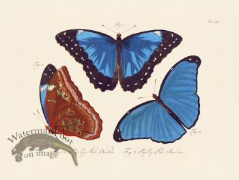 Jablonsky Butterfly 024